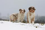 BERGER AUSTRALIEN PUPPIES 504